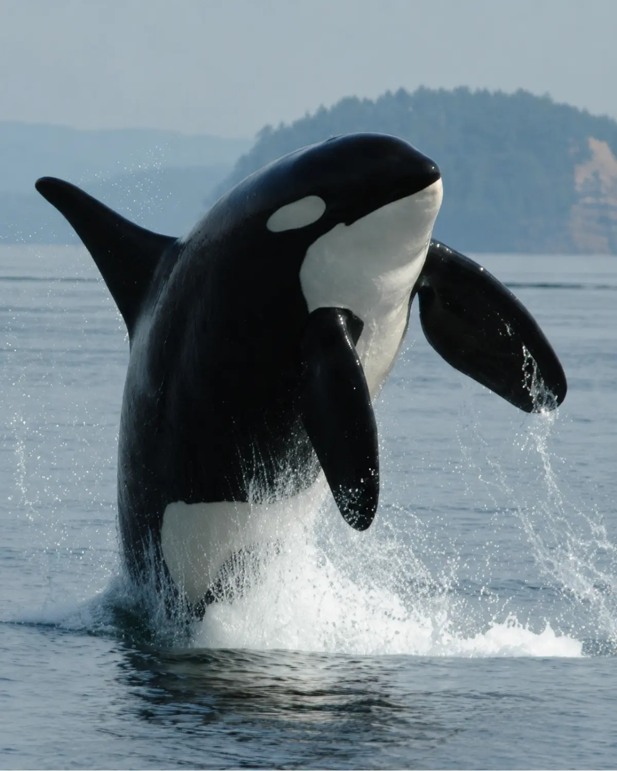 Orca Inspiration